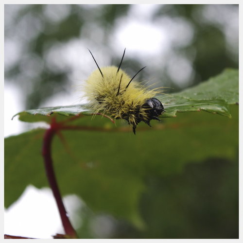 Cartoon: Yellow Fluff (medium) by Krinisty tagged insect,caterpillar,yellow,fluffy,nature,walk,leaf,dew,morning,art,krinisty,photography