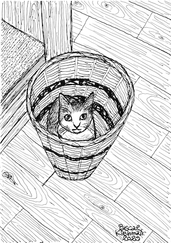 Cat in basket