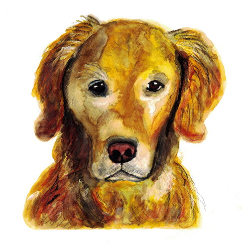 Cartoon: Golden Retriever (medium) by Pascal Kirchmair tagged golden,retriever,dog,hund,chien,cane,perro,cao,cachorro,bailey,aquarelle,watercolor,watercolour,acuarela,artwork,pascal,kirchmair,aguarela,aquarela,drawing,zeichnung,dibujo,desenho,dessin,pet,haustier,companion,aquarell,bild,cuadro,quadro,picture,painting,peinture,dipinto,pittura,pintura,arte,art,kunst,illustration,ilustracion,disegno,ilustracao,illustrazione,illustratie,de,presse,du,jour,of,the,day,tekening,teckning,animal,doestique,animale,domestico,compagnie,familier,familie,family,famille,famiglia,familia,mascota,bicho,treu,treuer,hundeblick,golden,retriever,dog,hund,chien,cane,perro,cao,cachorro,bailey,aquarelle,watercolor,watercolour,acuarela,artwork,pascal,kirchmair,aguarela,aquarela,drawing,zeichnung,dibujo,desenho,dessin,pet,haustier,companion,aquarell,bild,cuadro,quadro,picture,painting,peinture,dipinto,pittura,pintura,arte,art,kunst,illustration,ilustracion,disegno,ilustracao,illustrazione,illustratie,de,presse,du,jour,of,the,day,tekening,teckning,animal,doestique,animale,domestico,compagnie,familier,familie,family,famille,famiglia,familia,mascota,bicho,treu,treuer,hundeblick