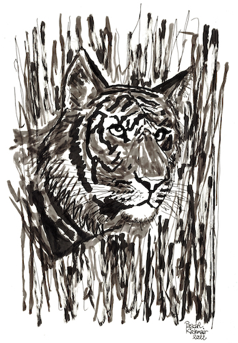 Cartoon: Tiger (medium) by Pascal Kirchmair tagged predator,raubkatze,predateur,felin,felino,fauve,predador,predatore,tiger,tigre,big,cat,cats,katzen,gatos,gatti,chats,illustration,grey,black,grau,schwarz,ink,drawing,zeichnung,pascal,kirchmair,cartoon,caricature,karikatur,ilustracion,dibujo,desenho,ilustracao,illustrazione,illustratie,dessin,de,presse,tekening,teckning,cartum,vineta,comica,vignetta,caricatura,tusche,tuschezeichnung,portrait,retrato,porträt,ritratto,art,arte,kunst,predator,raubkatze,predateur,felin,felino,fauve,predador,predatore,tiger,tigre,big,cat,cats,katzen,gatos,gatti,chats,illustration,grey,black,grau,schwarz,ink,drawing,zeichnung,pascal,kirchmair,cartoon,caricature,karikatur,ilustracion,dibujo,desenho,ilustracao,illustrazione,illustratie,dessin,de,presse,tekening,teckning,cartum,vineta,comica,vignetta,caricatura,tusche,tuschezeichnung,portrait,retrato,porträt,ritratto,art,arte,kunst