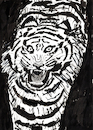 Cartoon: Tiger (small) by Pascal Kirchmair tagged predator,raubkatze,predateur,felin,felino,fauve,predador,predatore,tiger,tigre,big,cat,cats,katzen,gatos,gatti,chats,illustration,ink,drawing,zeichnung,pascal,kirchmair,cartoon,caricature,karikatur,ilustracion,dibujo,desenho,ilustracao,illustrazione,illustratie,dessin,de,presse,tekening,teckning,cartum,vineta,comica,vignetta,caricatura,tusche,tuschezeichnung,portrait,retrato,porträt,ritratto,art,arte,kunst,artwork