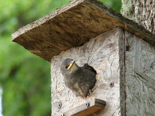 Cartoon: DADA Movie YELLOW THROAT (medium) by Kestutis tagged dada,movies,bird,spring,picture,kestutis,lithuania