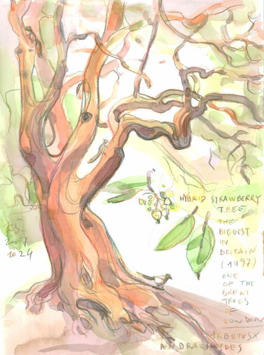 Cartoon: LONDON. BATTERSEA PARK (medium) by Kestutis tagged park,london,animal,nature,pet,tree,lake,sketch,watercolor