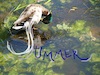 Cartoon: SUMMER. DADA calligraphy (small) by Kestutis tagged dada,calligraphy,summer,observagraphics,kestutis,lithuania