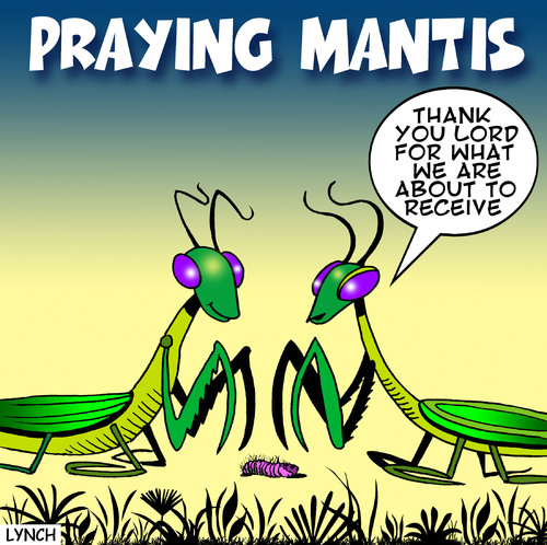Praying Mantis By Toons Religion Cartoon Toonpool