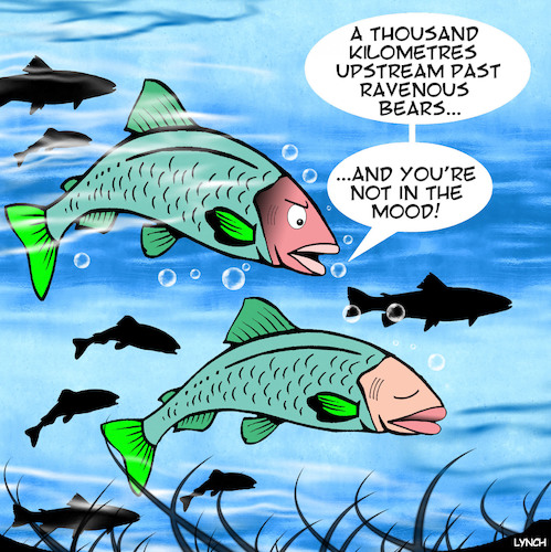 Cartoon: Salmon run (medium) by toons tagged salmon,spawning,bears,fish,not,in,the,mood,salmon,spawning,bears,fish,not,in,the,mood