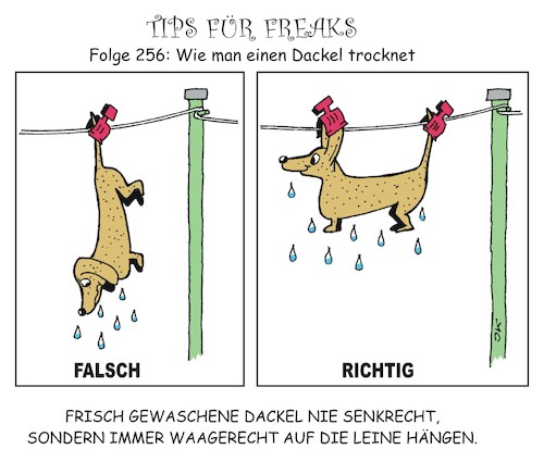 Cartoon: Dackel trocknen (medium) by JotKa tagged hunde,dackel,wäsche,trocknen,tips,freaks,gesellschaft,wäscheleine,waschtag,hygiene,wasser,hunde,dackel,wäsche,trocknen,tips,freaks,gesellschaft,wäscheleine,waschtag,hygiene,wasser