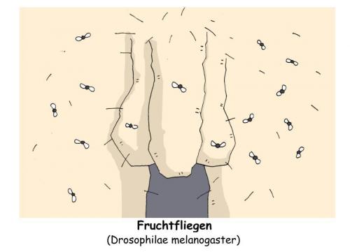 Cartoon: Fruchtfliegen (medium) by hollers tagged fruchtfliegen,fruchtfliegen,fliege,insekten,frucht,penis,genitalien,natur,geschlecht,geschlechtsorgane,glied,geschlechtsteil,intimbereich,intim,mann,männer,sexualität,männlichkeit,drosophila,fliegen